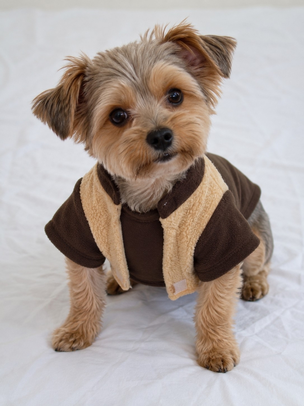 NWT-Star Wars EWOK Fleece Dog Vest /Costume- Small